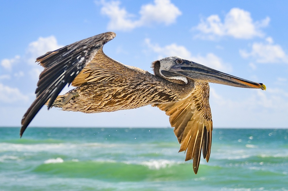 Sun Photo A00049 Pelican flyby in Miami Beach, Florida